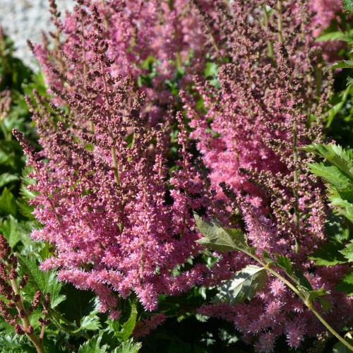 Astilbe chinensis 'Little Vision in Pink' - Hiina astilbe 'Little Vision in Pink'